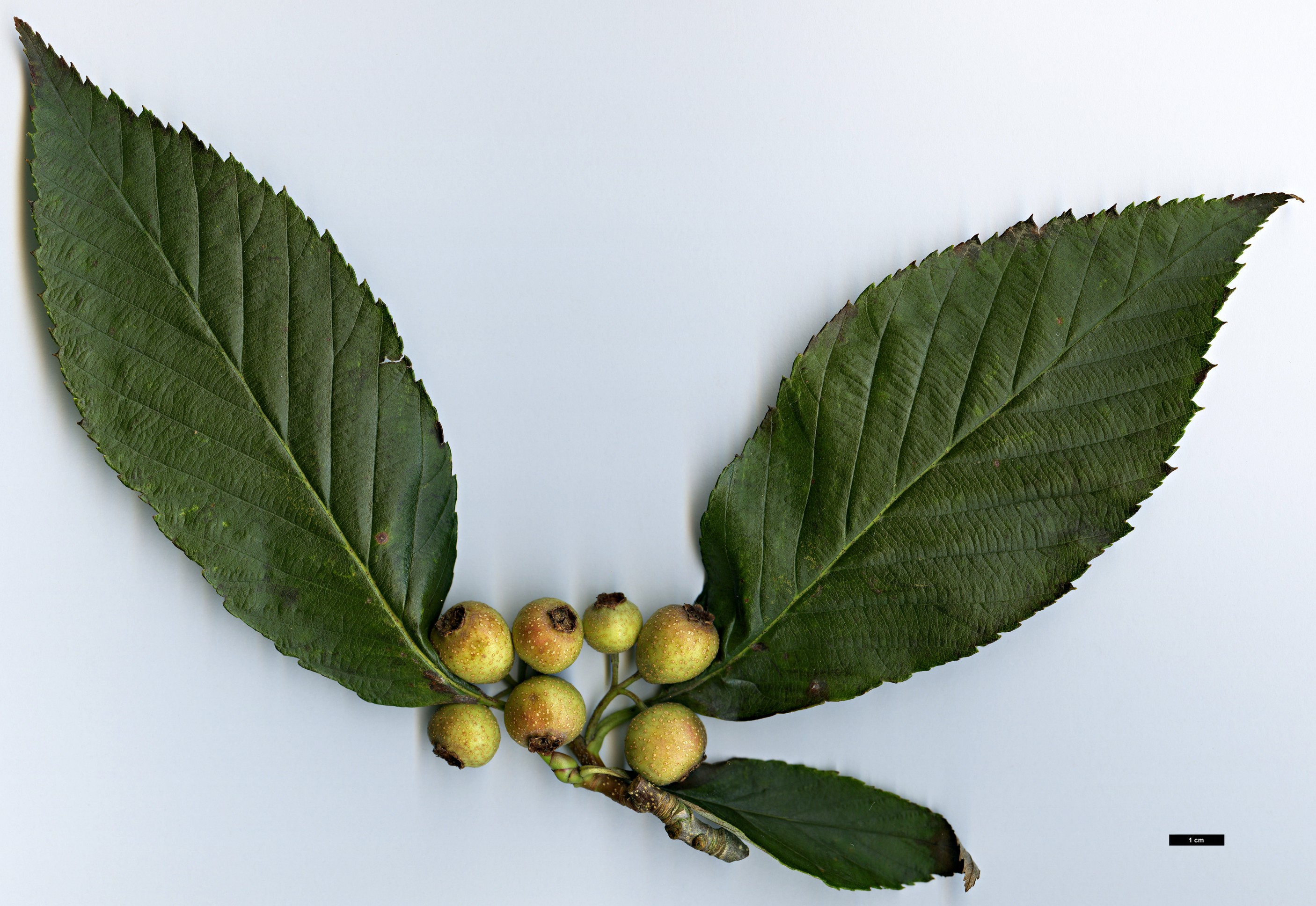 High resolution image: Family: Rosaceae - Genus: Sorbus - Taxon: henryi